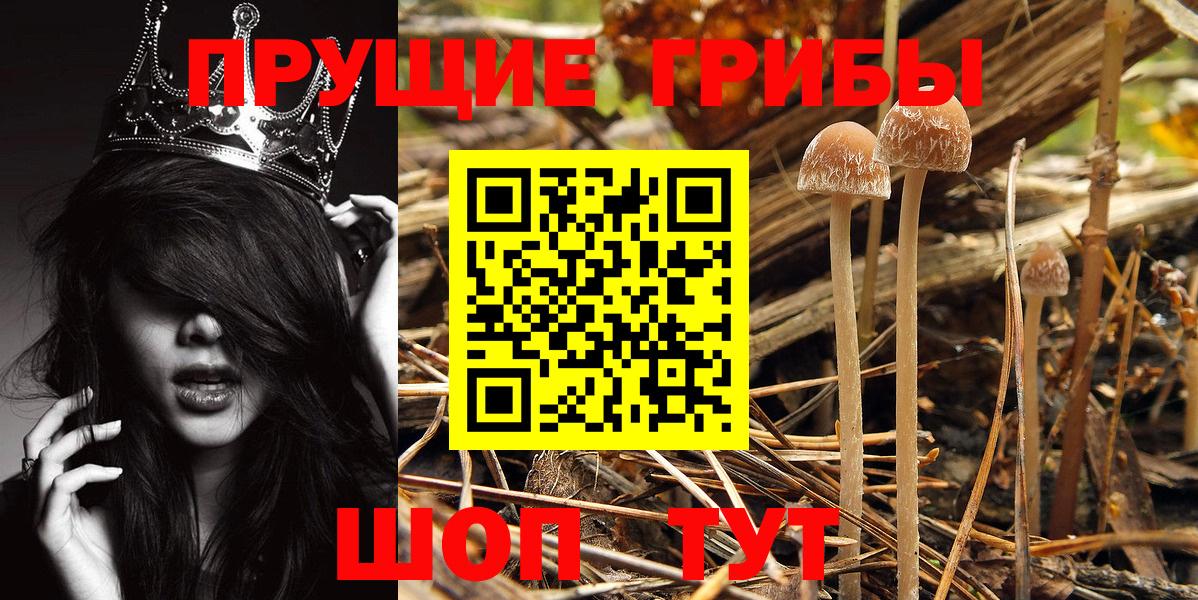 Галлюциногенные грибы Psilocybine cubensis  Вход с VPN  Псилоцибиновые грибы MAGIC MUSHROOMS  Гусь-Хрустальный 